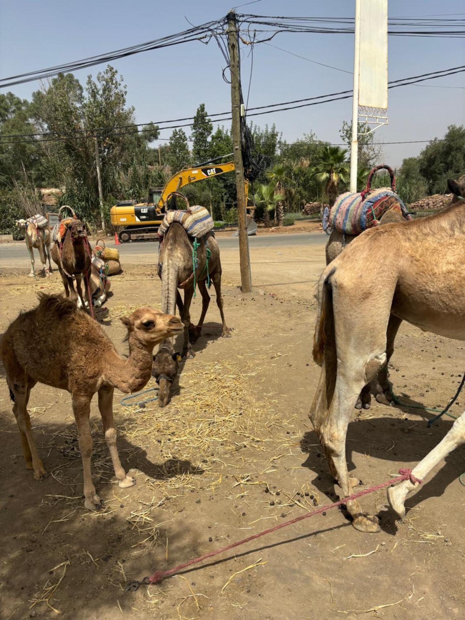 Villa Jamel Marrakech Zac Marrakesh Luaran gambar