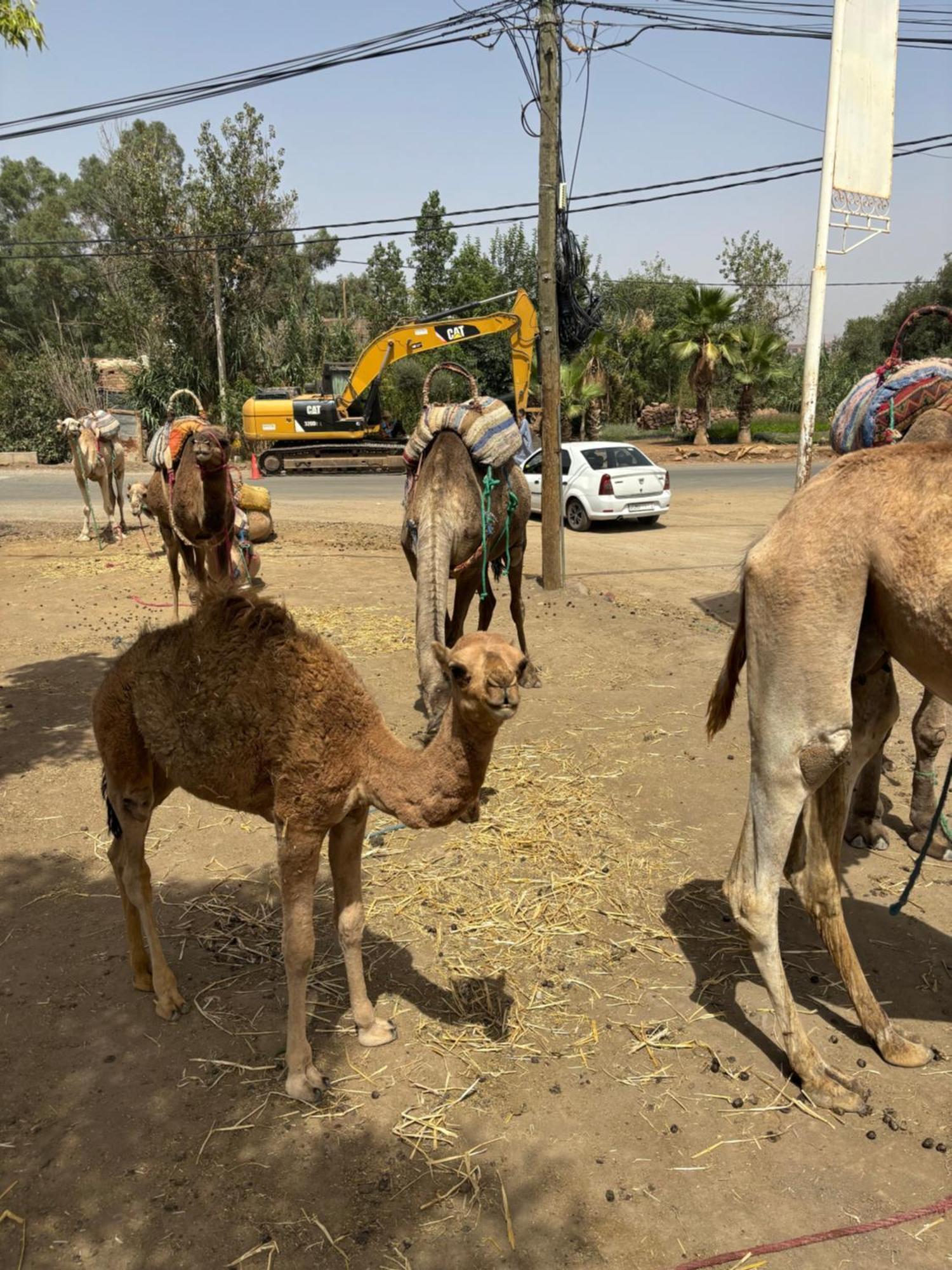 Villa Jamel Marrakech Zac Marrakesh Luaran gambar